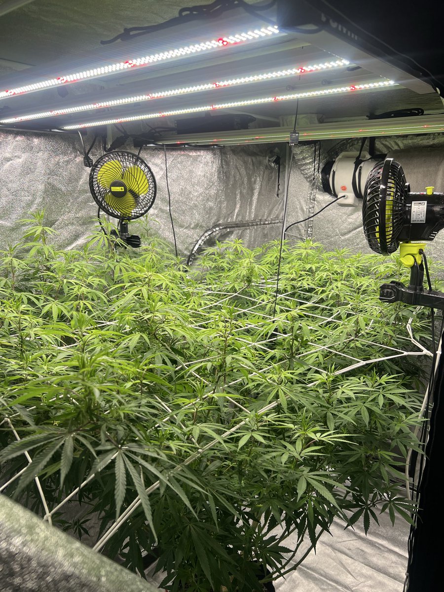 GrowJunky's tweet photo. Week 1 of flower done…🍃🫶🏻

#cannabisgrowers #CannabisCommunity #cannabisgrow #cannabisculture #cannabis #cannabisgrowers https://t.co/eGo77MfytU