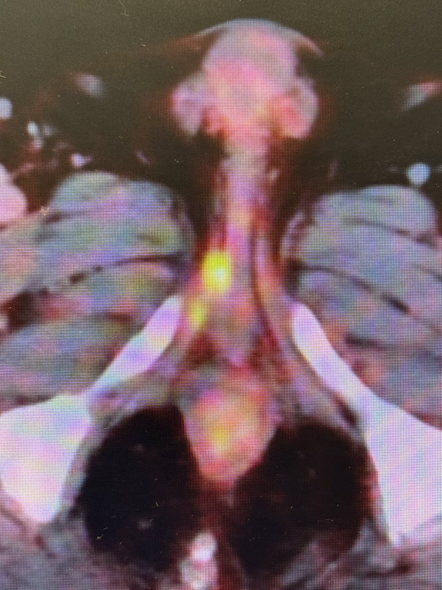 Piet Ost tweet media