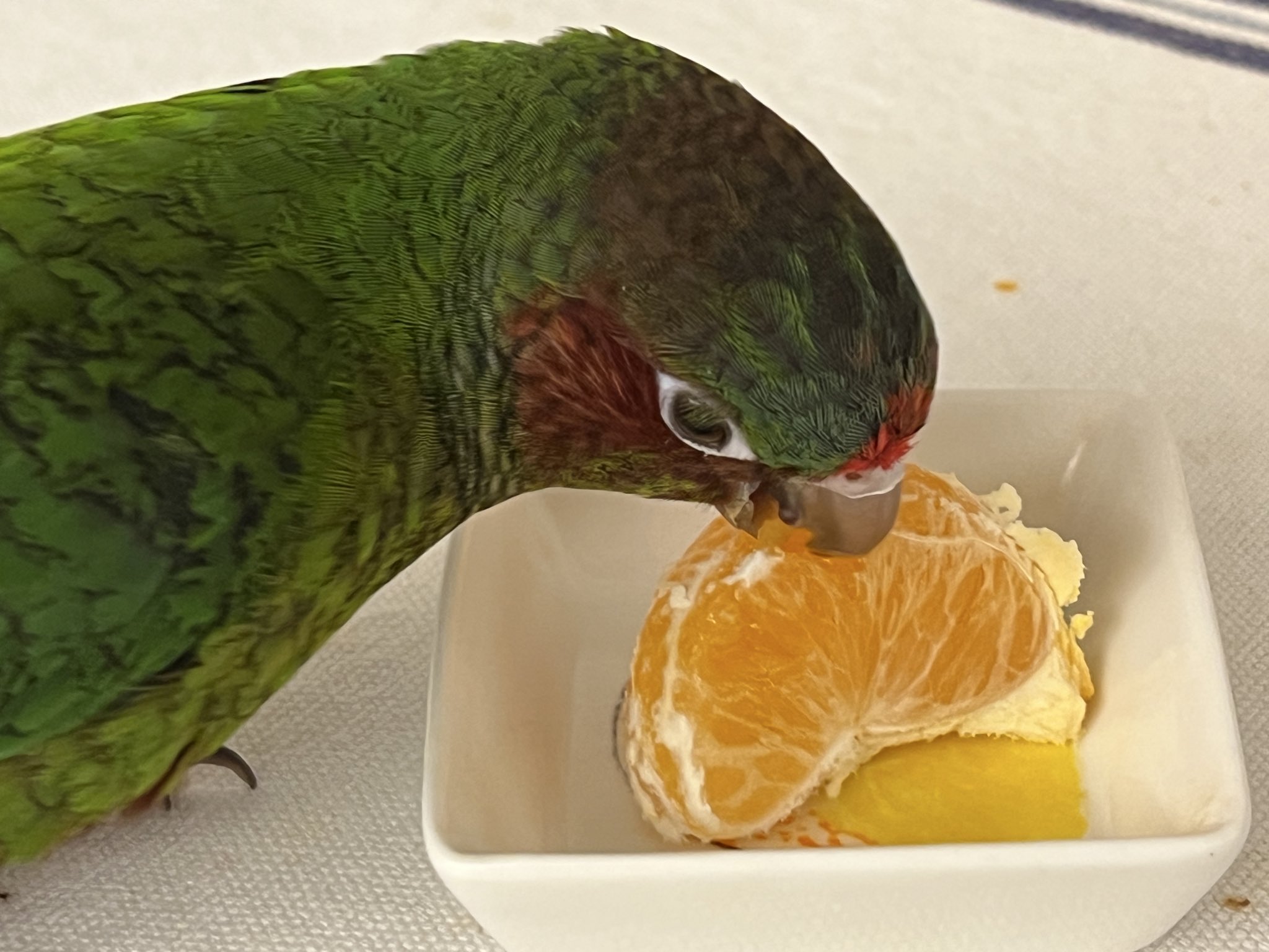 入倉@青い鳥 on X: 