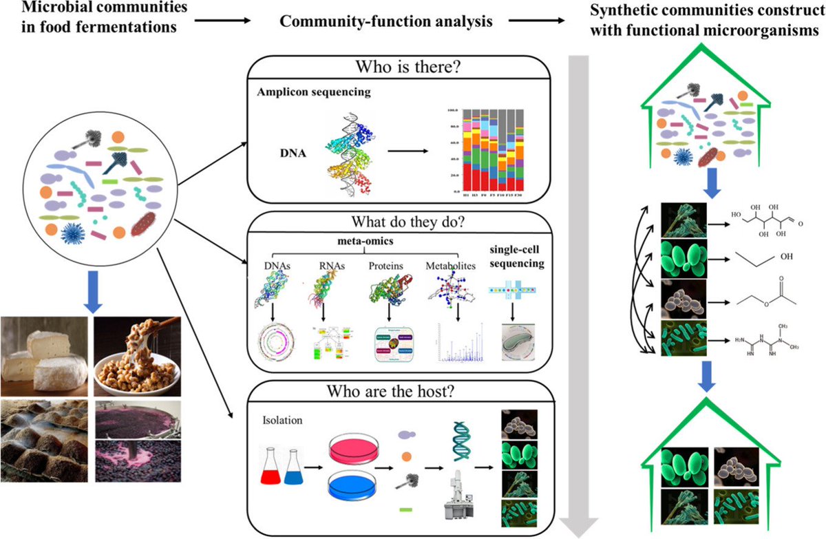 MicrobesInfect's tweet image. Microbial function in #food fermentations:

Current research and future directions

sciencedirect.com/science/articl… #OpenAccess #fermentation