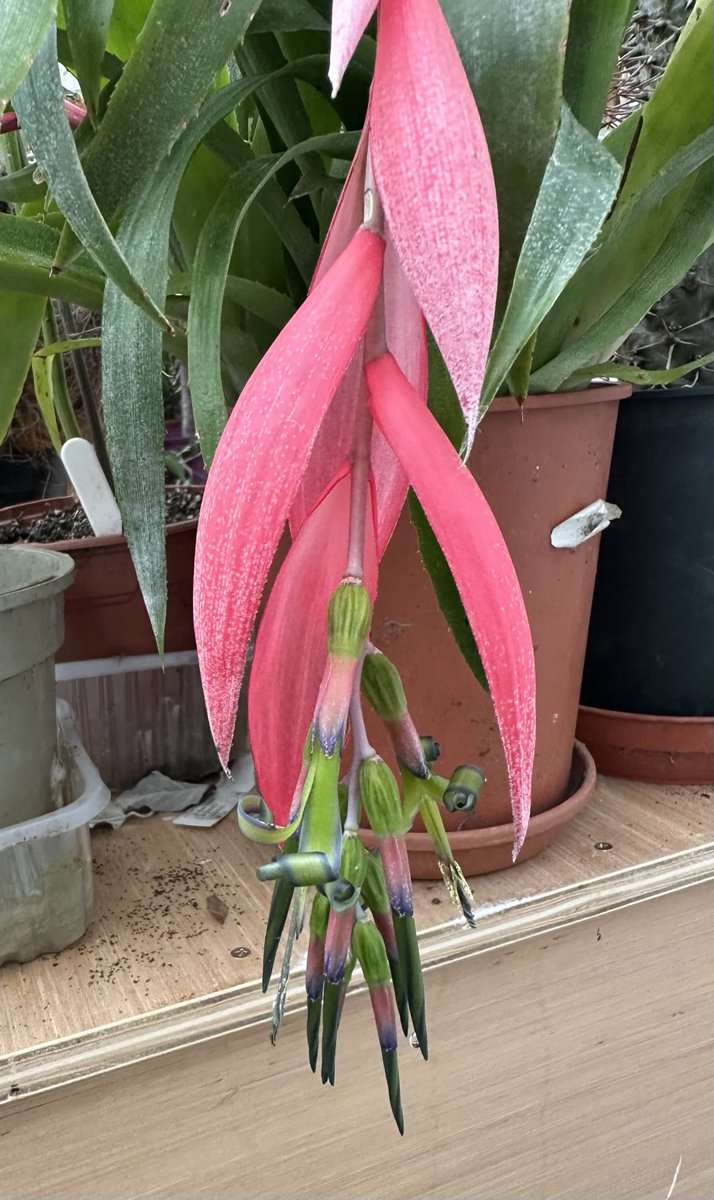 acherontiadex's tweet photo. Billbergia nutans opens ! #bromeliads #bromos #flowers/bracts https://t.co/I8W4TE8aTd