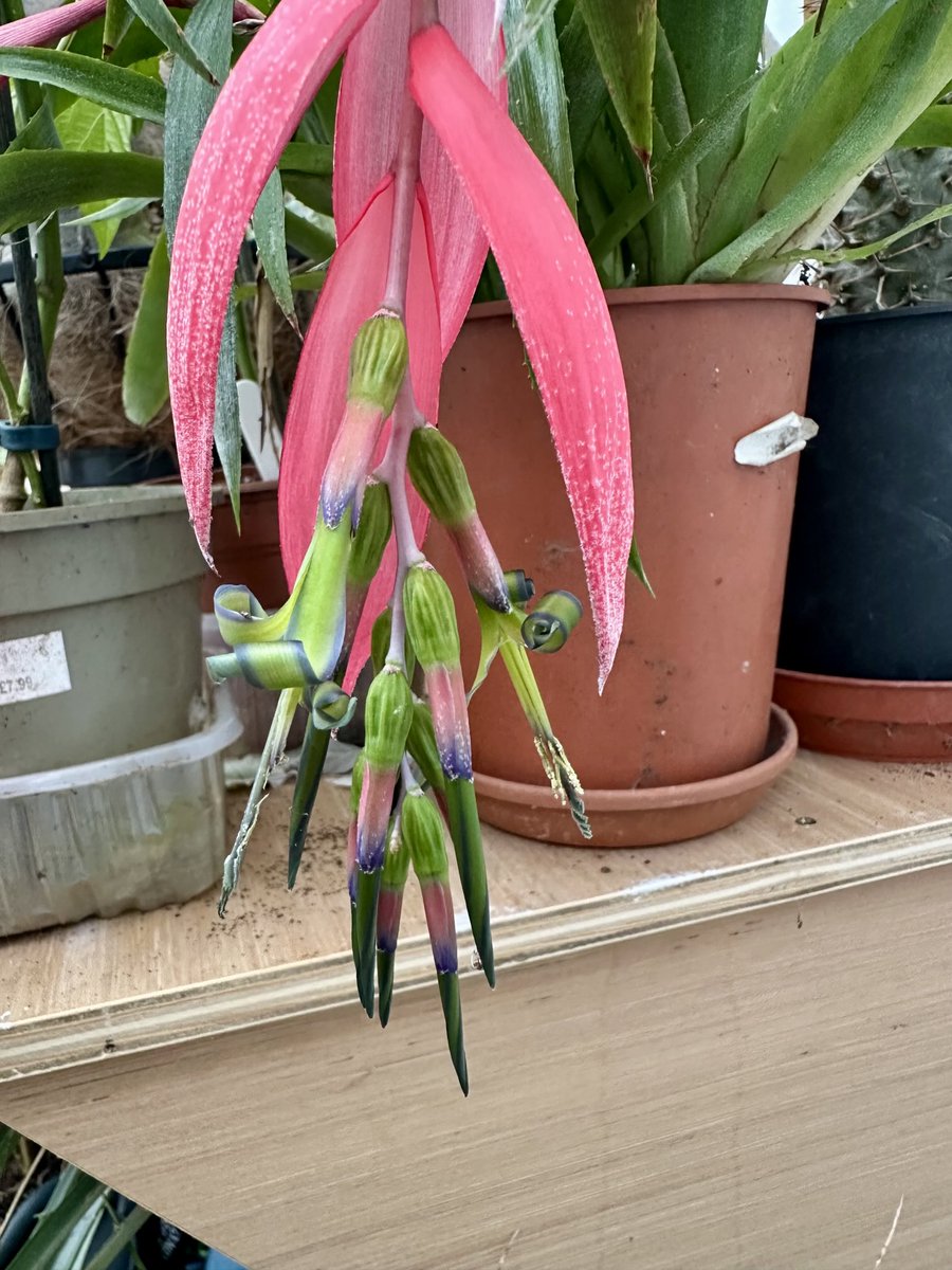 acherontiadex's tweet photo. Billbergia nutans opens ! #bromeliads #bromos #flowers/bracts https://t.co/I8W4TE8aTd