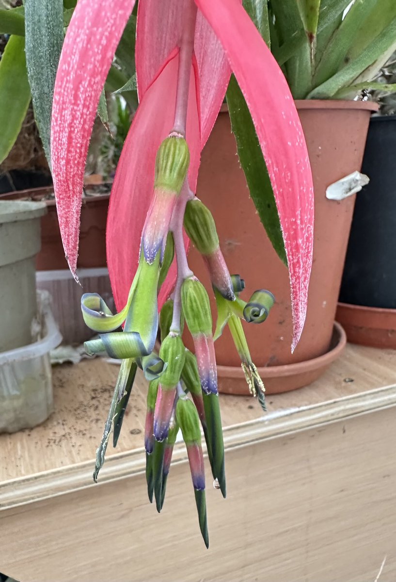 acherontiadex's tweet photo. Billbergia nutans opens ! #bromeliads #bromos #flowers/bracts https://t.co/I8W4TE8aTd