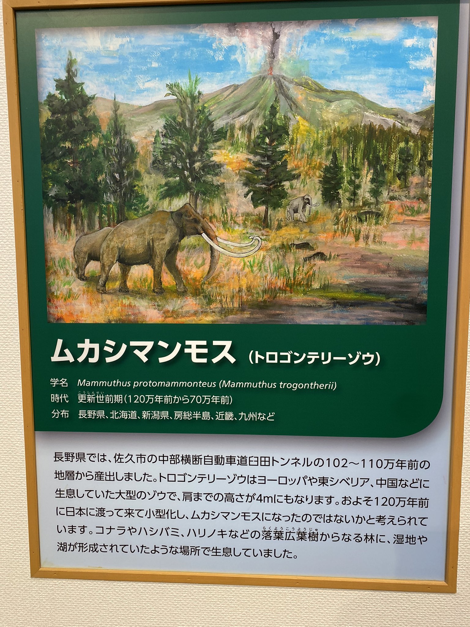 専用出品。交渉者様以外購入不可。 ナウマンゾウ　海上がり　化石 2025年最新】ナウマンゾウ 化石の人気アイテム - メルカリ