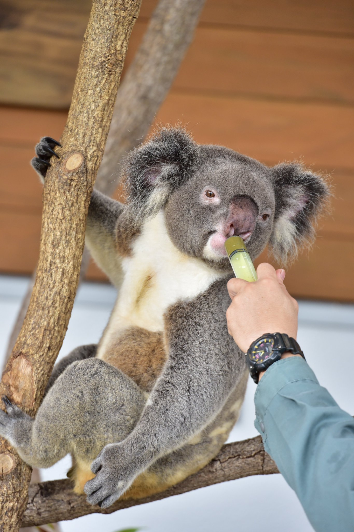 コアラ出品 杏子 on X: 
