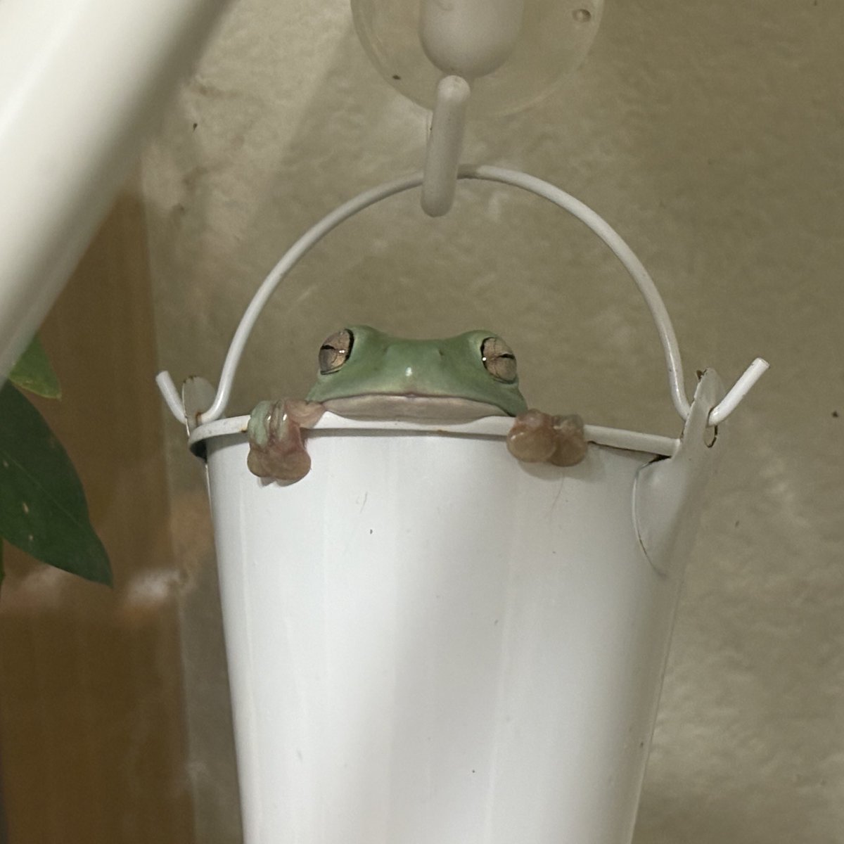 おててでた
 #イエアメガエル #frog