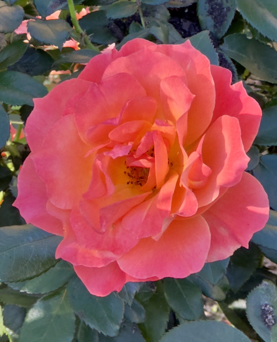 DavidJo92249735's tweet photo. #RoseWednesday Happy Wednesday! This rose is liking the October weather☀️🌹#OctoberRose https://t.co/ACLZZ5TbKW