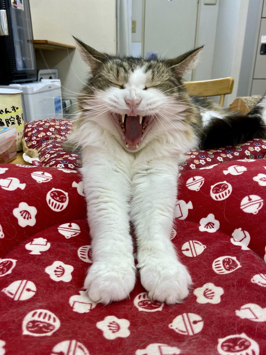 catcafenyankoto's tweet image. 本日も閉店いたしました❗️
明日も12〜20時半の営業です🐱ご来店お待ちしてます♪
高笑いノルでおやすみなさい💫
#にゃんこと #猫カフェ #猫