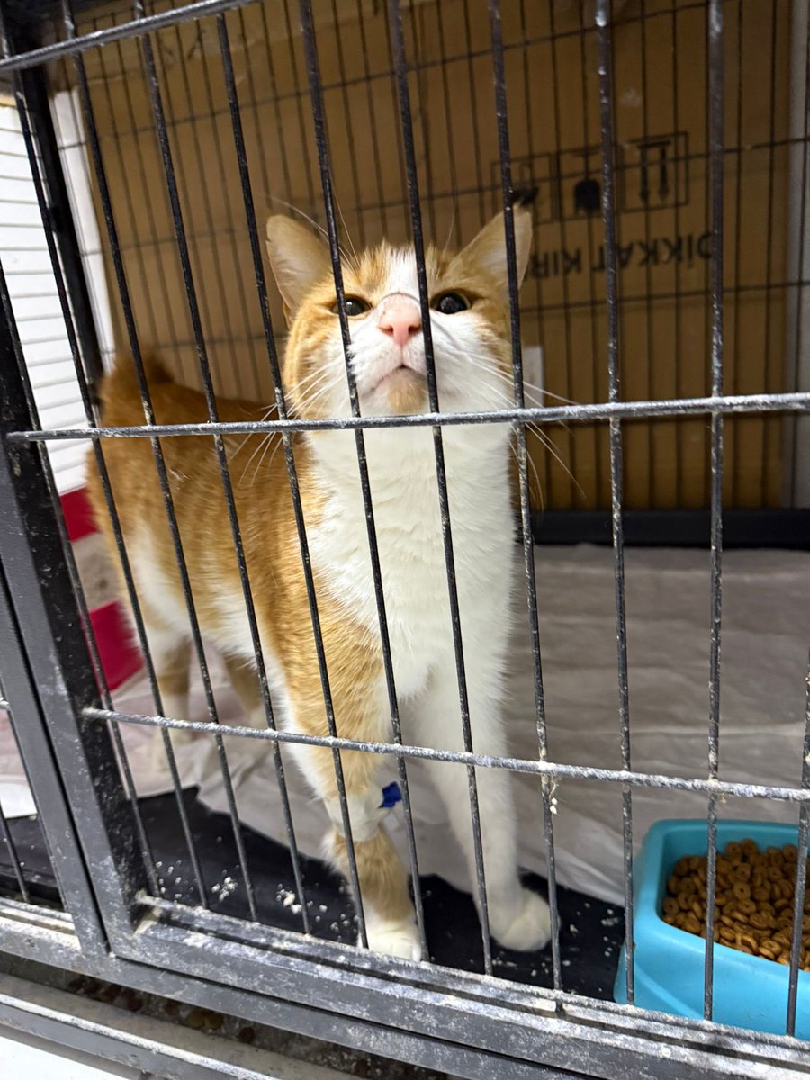 şu dünya güzeli çocuk 3 gün içinde sokağa dönecekmiş geçirdiği ameliyatlar sonrası sokakta yapamaz istanbul