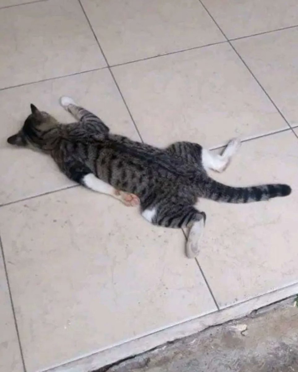 Miaw's tweet image. life update: