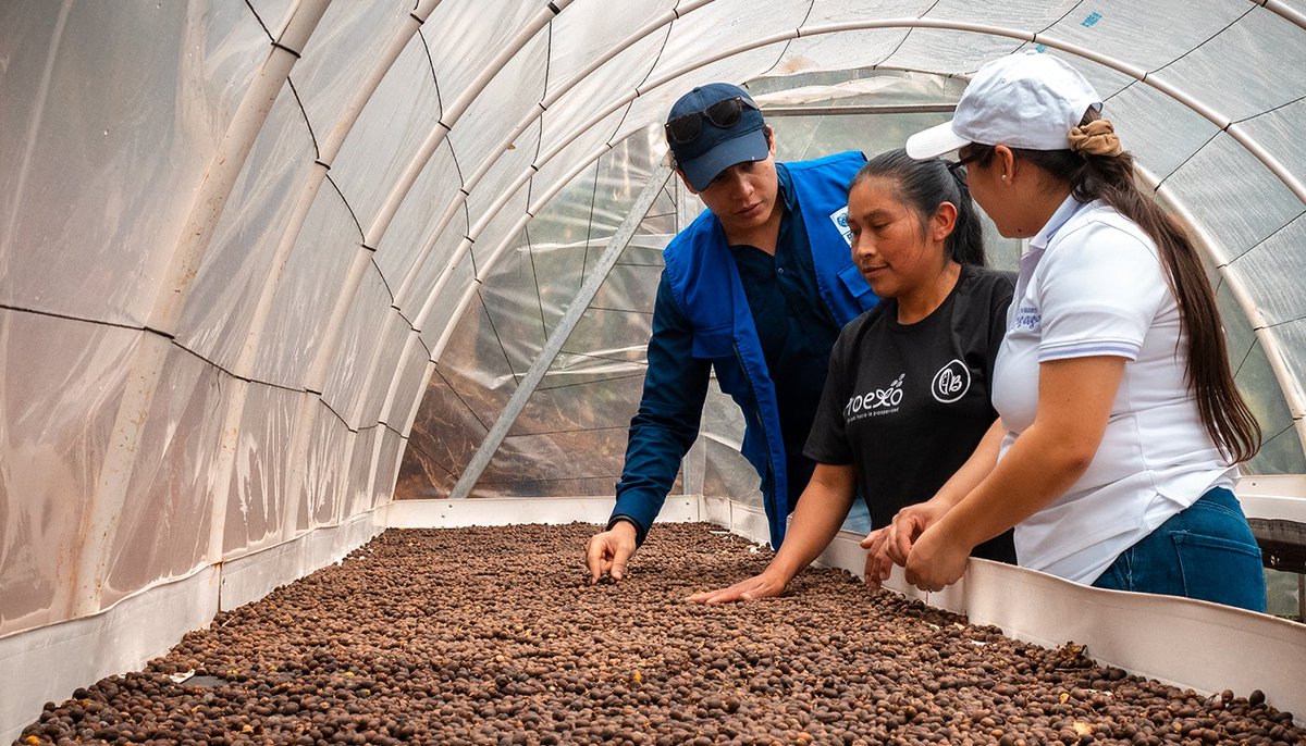 PNUDHonduras's tweet photo. Mujeres rurales como Rebeca, Miriam y María están transformando el café ☕ en autonomía económica. 

Desde Copán, lideran procesos productivos y fortalecen sus cooperativas con formación técnica y comercialización 💪🌱. https://t.co/FrtR4pnKTw