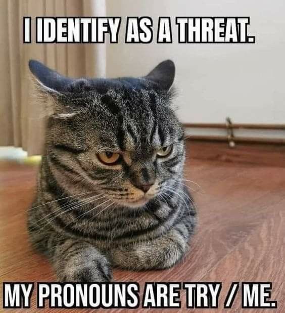 We don't deserve cats 😺 (@catsareblessing) on Twitter photo 