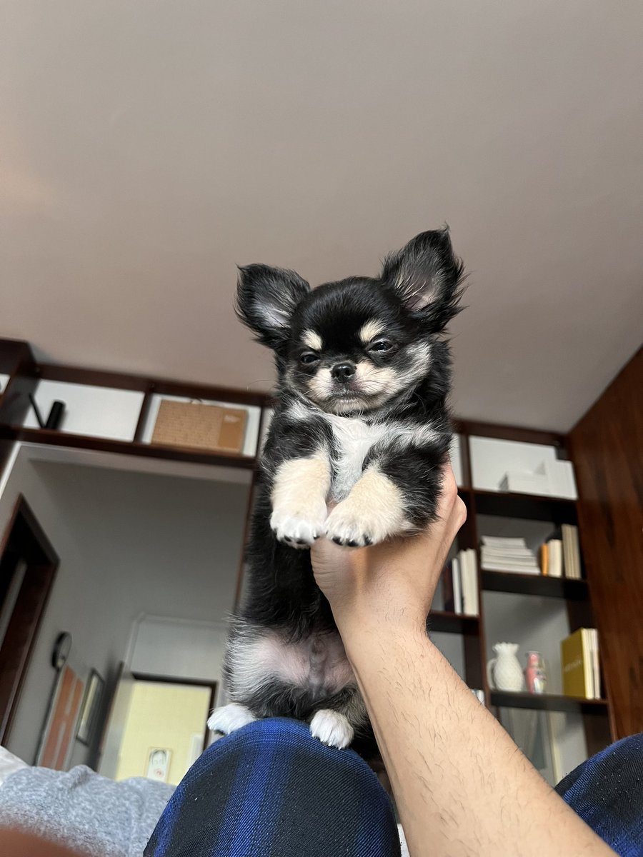 diário do Teo
terceiro dia.
caiu da cadeira 
levou um susto do pai danilo que parecia que tava sendo esfaqueado 
chorou um pouco mais de madrugada do que na noite passada 
acertou 100% do xixi hoje mas errou o coco 
tá procurando o espelho do closet
