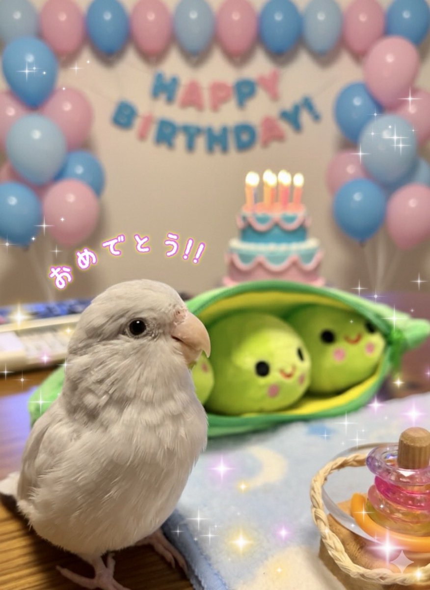 <a href="/587_comugi_1015/">こむぎ@「こむぎーぬ🐦」</a> こむぎお嬢様✨👑 ㊗️14歳のお誕生日
おめでとうございます🎊ご長寿さんで凄いです。
これからも皆で楽しく健やかな毎日を☺️🫶
まだ0歳のすみより。尊敬の眼差し✨