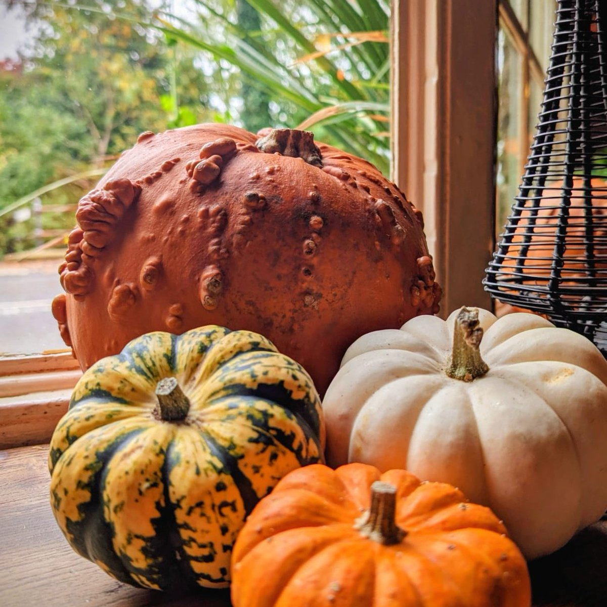 RedLionLongComp's tweet image. We've got our #gourd on at The Red Lion. Celebrating autumn with a few seasonal displays, to go with the autumnal ingredients on the menu😀.