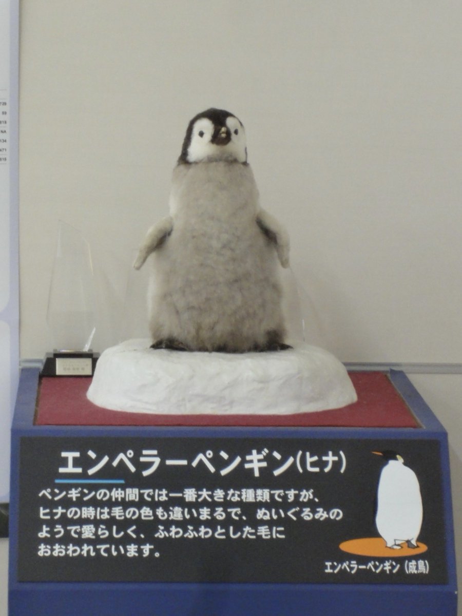 ペンギン剥製 独自】南極白瀬隊捕獲ペンギン、台湾に 秋田の記念館が文書発見（共同