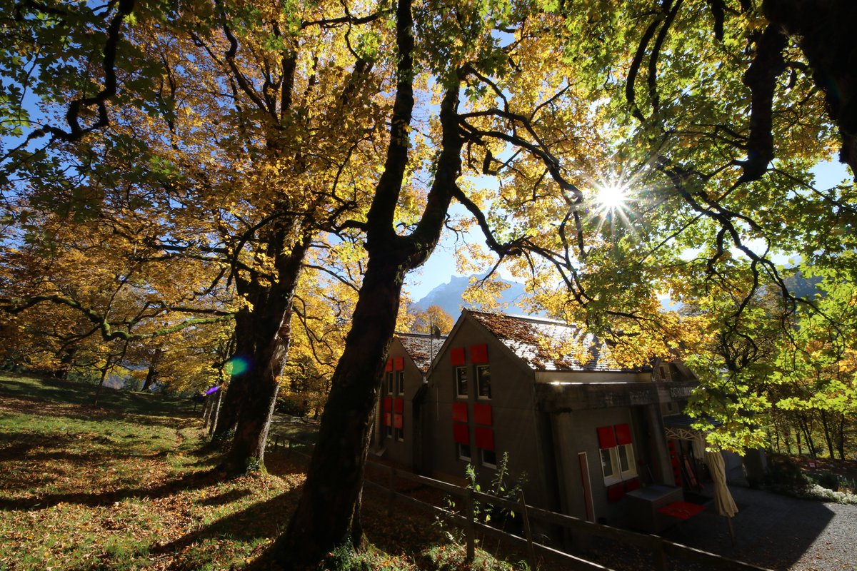 Heute waren wieder die #Bergahorn an der Reihe. Wunderschön Farben im #Klöntal.