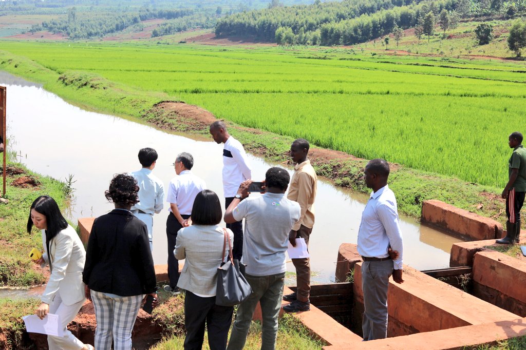 RwamaganaDistr's tweet image. Uyu munsi Ambasaderi wa @japaninrwanda H.E Isao Fukushima yashyikirije Umuyobozi w'Akarere wungirije @rrkagabo ibikorwa byakozwe hatunganywa igishanga cya Cyaruhogo cyuhirwa kuri hegitari  70, ubu  amazi akaba agera ku mirima y'abahinzi 567 n'abagera kuri 2,835 bakibonyemo akazi.