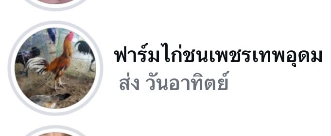 jenniejung_'s tweet image. ครั้งก่อนมันขายม้าอะไรของมันไม่รู้ เช้ามาอยู่ๆมันเปิดฟาร์มไก่ชนพร้อมส่งทั่วไทย…