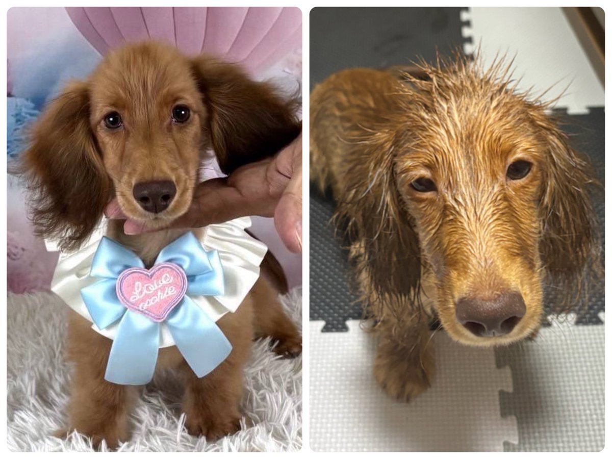 うちの犬の表情差分どうなってんねん