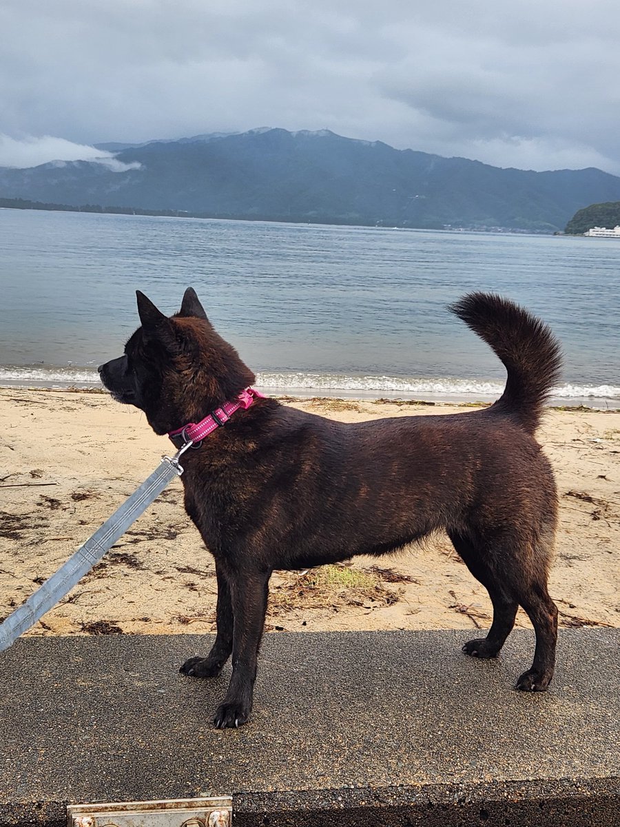 蘭ちゃん。凛々しいですよ。