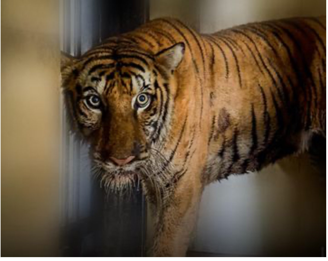 kunal492001's tweet image. इलाज के नाम पर छत्तीसगढ़ के 🌿 जंगल सफारी से मुकेश अंबानी के पुत्र के गुजरात स्थित निजी चिड़ियाघर “वनतारा” 🏞️ भेजी गई बाघिन 🐅 “बिजली” ⚡ की मौत हो गई।

वैटनरी विशेषज्ञों का कहना है कि पहले से बीमार बाघिन को 🚂 ट्रेन में एक छोटे पिंजरे में बंद कर ले जाना उसकी मौत का मुख्य कारण…