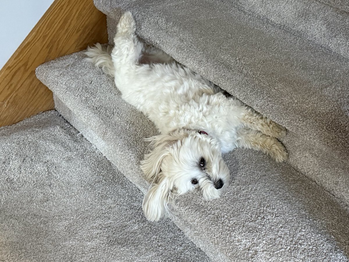 Yes, I am very comfortable. Why would you ask?