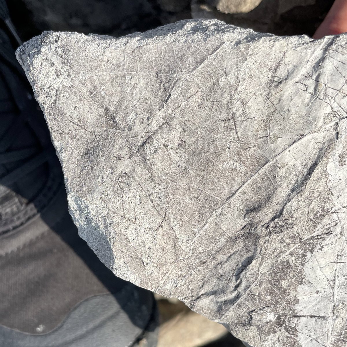 画像が縦に並ぶ奴、前からあった機能なのになんで今更話題なんだ