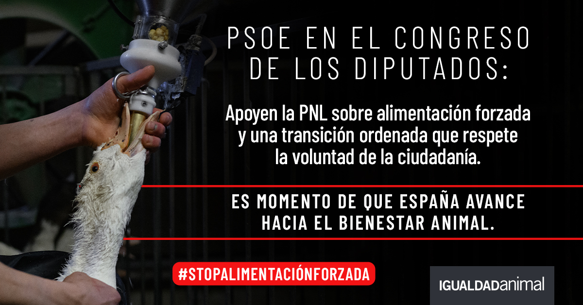 Diputado @DanielSenderos, usted conoce el valor del bienestar animal. 

Le pedimos que impulse al <a href="/PSOE/">PSOE</a> en la Comisión de Agricultura a votar SÍ a la PNL que pondrá fin a la alimentación forzada. 💚 

#StopAlimentaciónForzada

ia.onl/stop_alimentac…