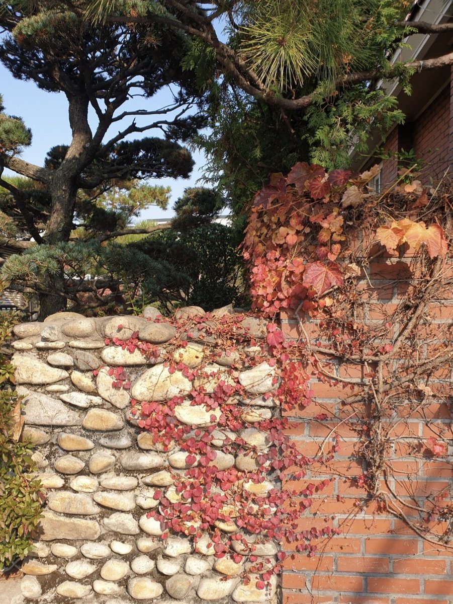 오규원 시인의 시를 좋아한다
 '한 잎의 여자' 시를 좋아한다
시인의 시론은 사랑과 문학적
순수문학의 깊이가 있다
;
가을이 왔다, 오규원

대문을 열고 들어오지 않고
담장을 넘어 현관 앞까지 가을이 왔다
대문 앞의 황매화를 지나
거실 앞 타일 바닥 위까지 가을이 왔다.
;
♡