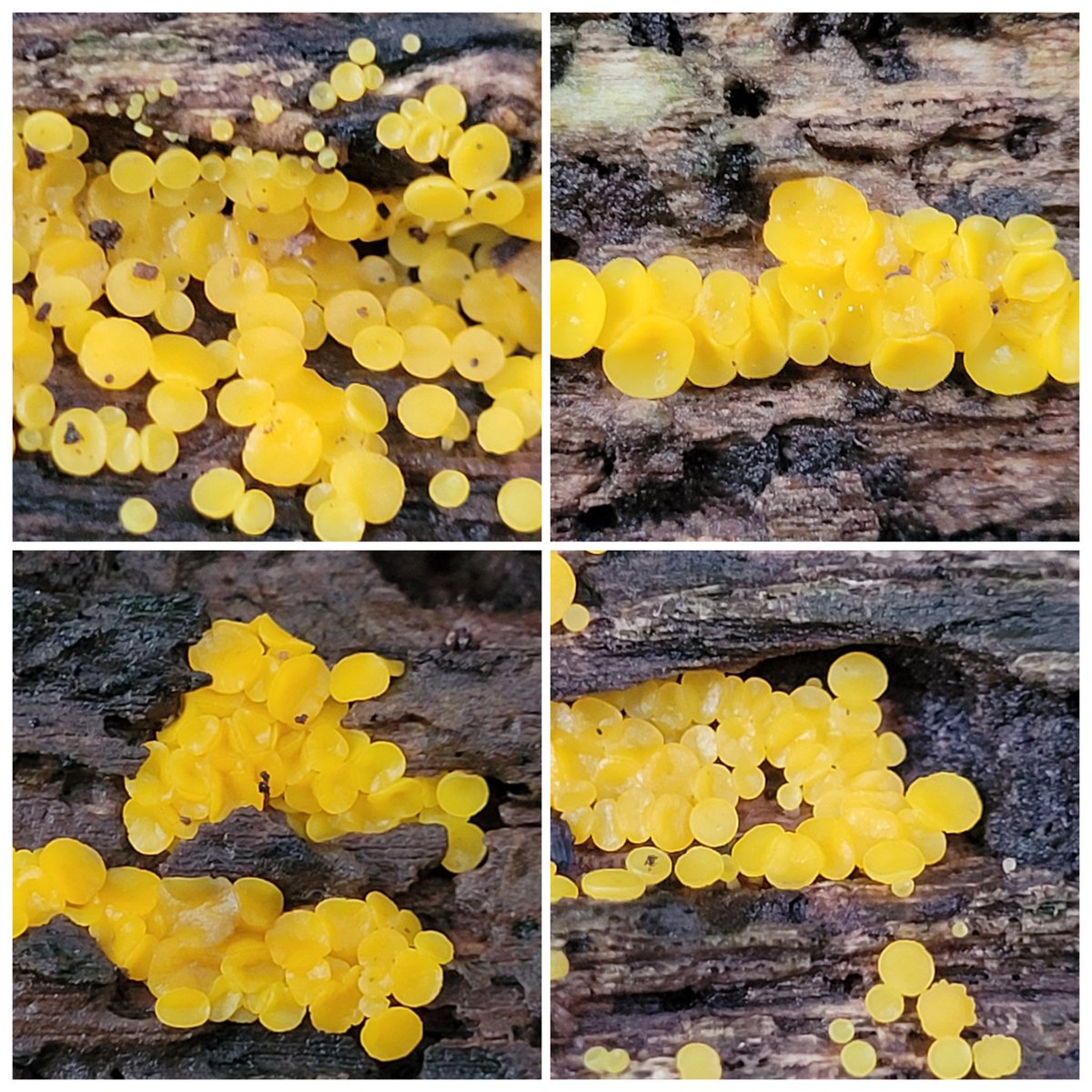 fungi_fanatic's tweet photo. Tiny yellow disco!
#WeeWednesday https://t.co/CA98UYyAas