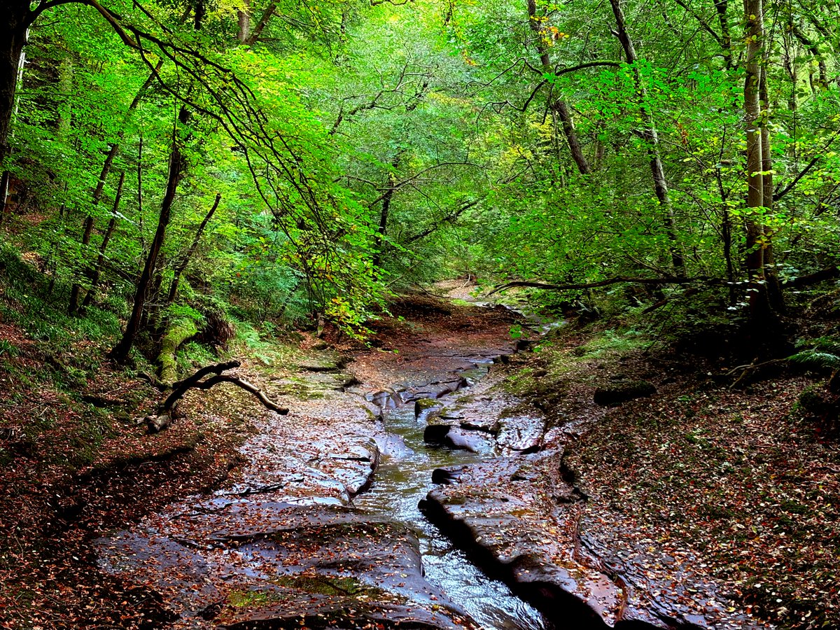 liam_lovell's tweet image. Beautiful #autumn scenes in Gelt Woods near Brampton, a little brighter today & 12°c 🍃 🌳
#nature #photograghy #loveukweather #shotoniphone #iphoneair #cumbria