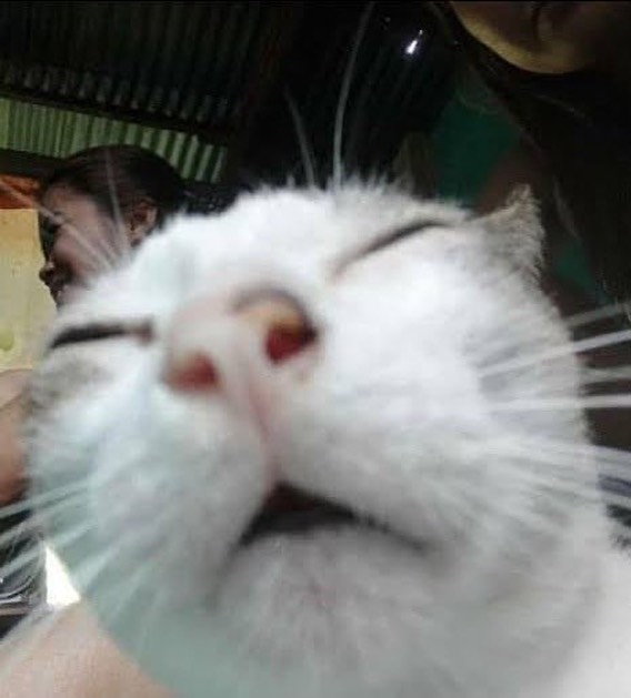 Punch Cat tweet media