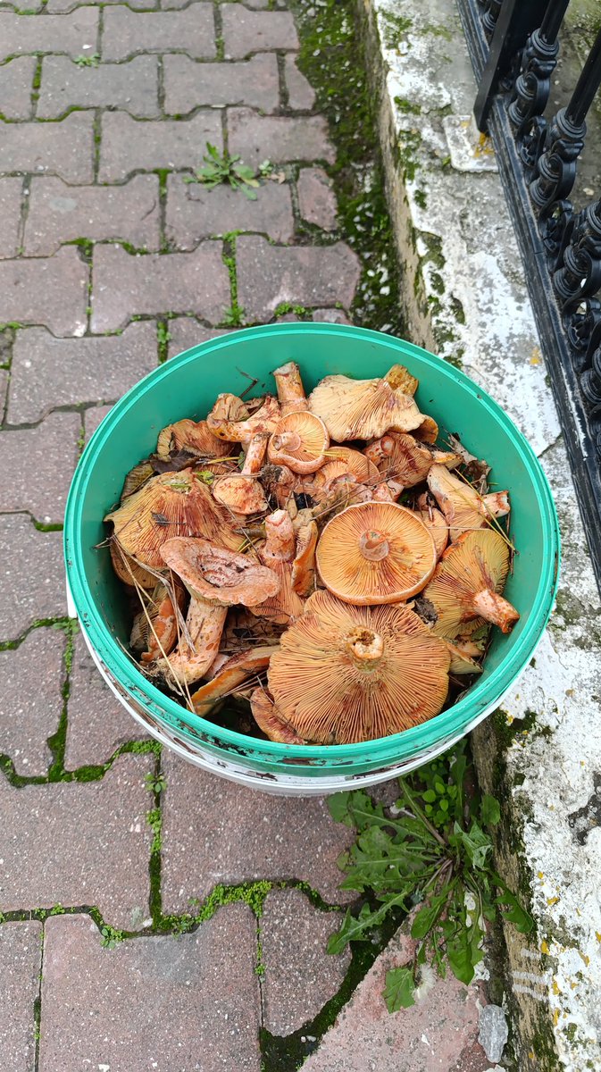 Sitenin önüne hazine bırakmışlar😍