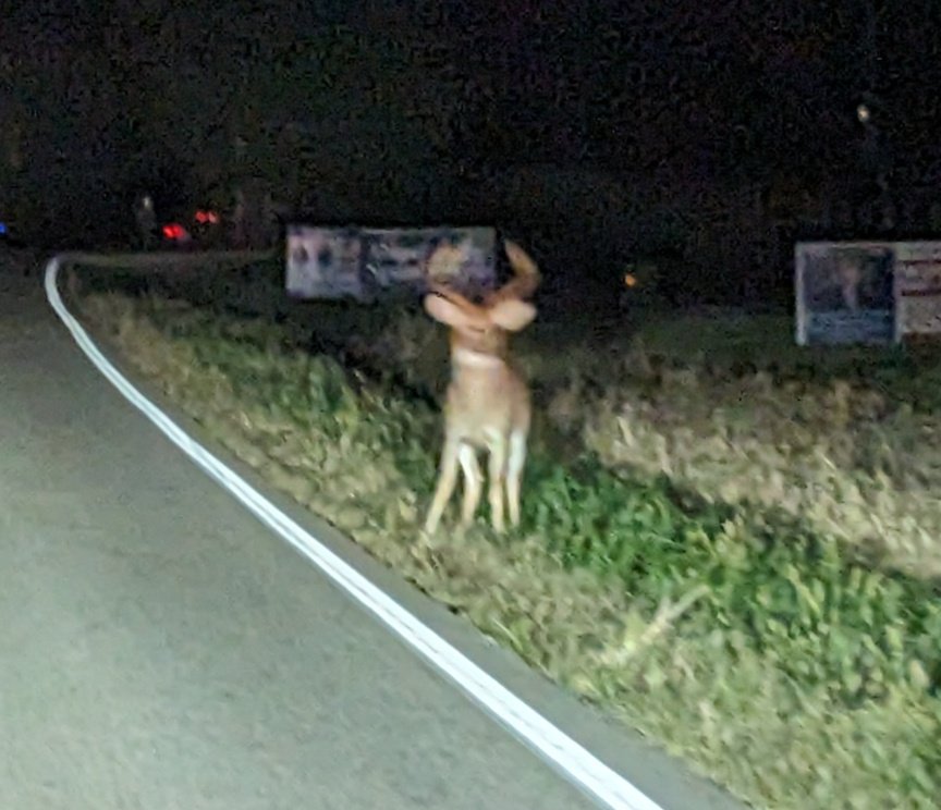 cljwebdev's tweet image. I survived 10,000 deer road, hwy 15 Farmville, VA