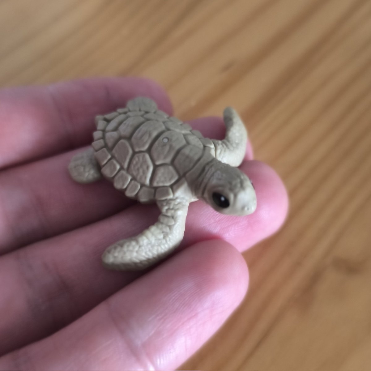 XeaMunt's tweet photo. @PauPanderetas Nos ha salido a todos/as la misma tortuga? https://t.co/4m1XRtgh8P