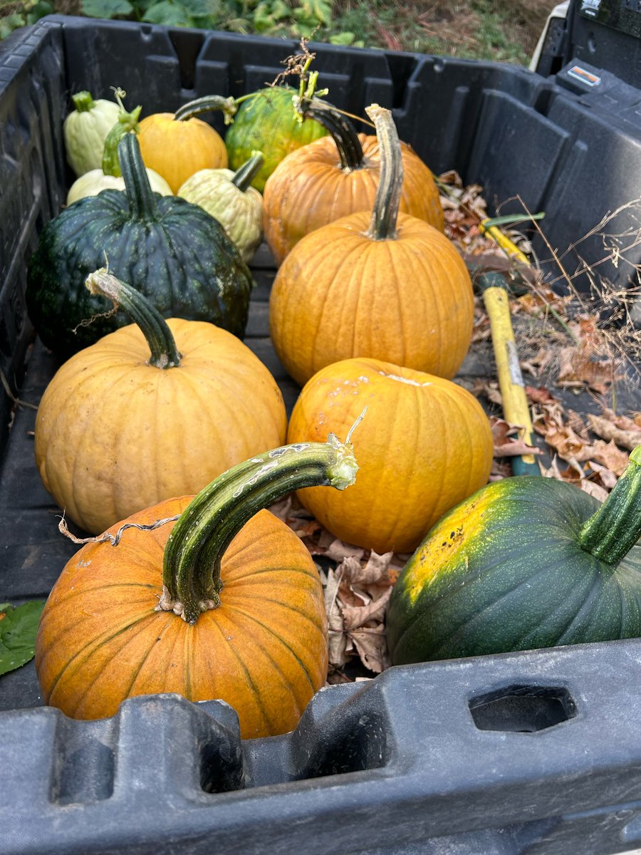 This year’s “surprise” crop Neighbours pile horse manure on my place and I compost it This grew out of it this year plus a lot more Happy Hallo’ween/Happy Harvest