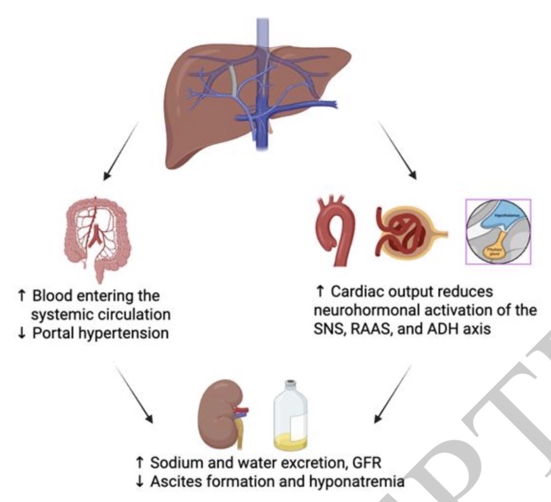 En cirrosis, la derivación transyugular portosistémica intrahepática (TIPS en inglés) se hace desde hace 45 años, intenta mejorar la circulación esplacnica, con ello atenúar la hiperactividad neurohormonal, aumentando la TFG y natriuresis

Kidney360 2025
10.34067/KID.0000001011