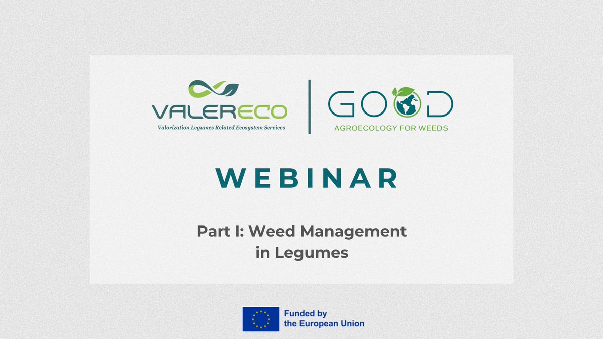 valereco2024's tweet photo. 📺𝗗𝗶𝗱 𝘆𝗼𝘂 𝗺𝗶𝘀𝘀 𝗼𝘂𝗿 𝘄𝗲𝗯𝗶𝗻𝗮𝗿?

Watch now Part I – “Weed Management in Legumes” and discover how #legumes support sustainable weed control, biodiversity &amp; soil health. 

🌿Stay tuned for Part II! 

🎥https://t.co/8hdBSvKj1F

#VALERECO #GOODProject #HorizonEU https://t.co/8kNWKix4P8