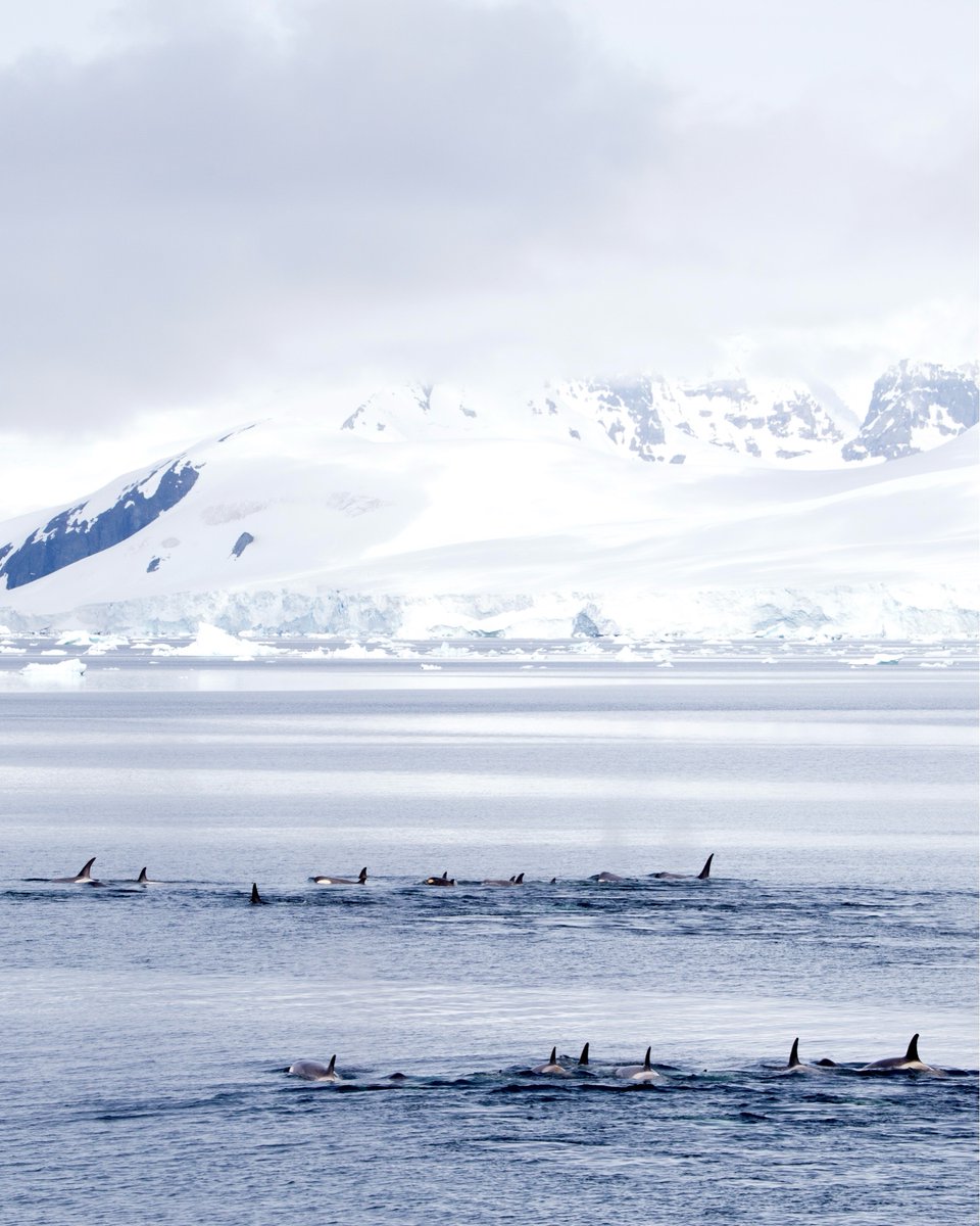 Did you know Antarctica is the only continent on Earth with no terrestrial mammals? 🐧🦭🐋❄️

🔗 See the ice, penguins, and whales up close—join an exclusive micro-cruise to Antarctica at zurl.co/qXYeH .  Spots are limited, and the adventure is unmatched! 🧊✨