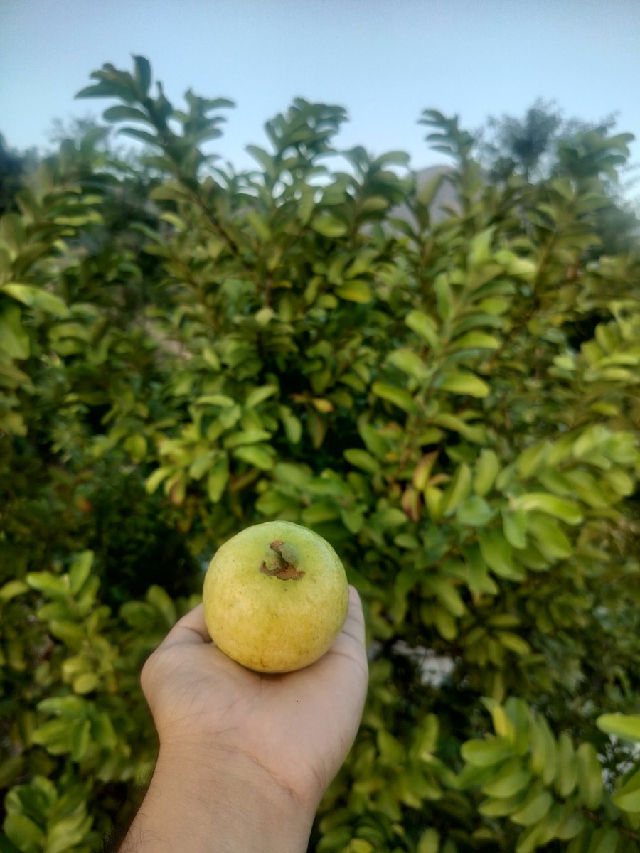 OPD सकिएपछि खाने "नियमित खाजा" पनि अब लगभग सकियो !
😂🙏