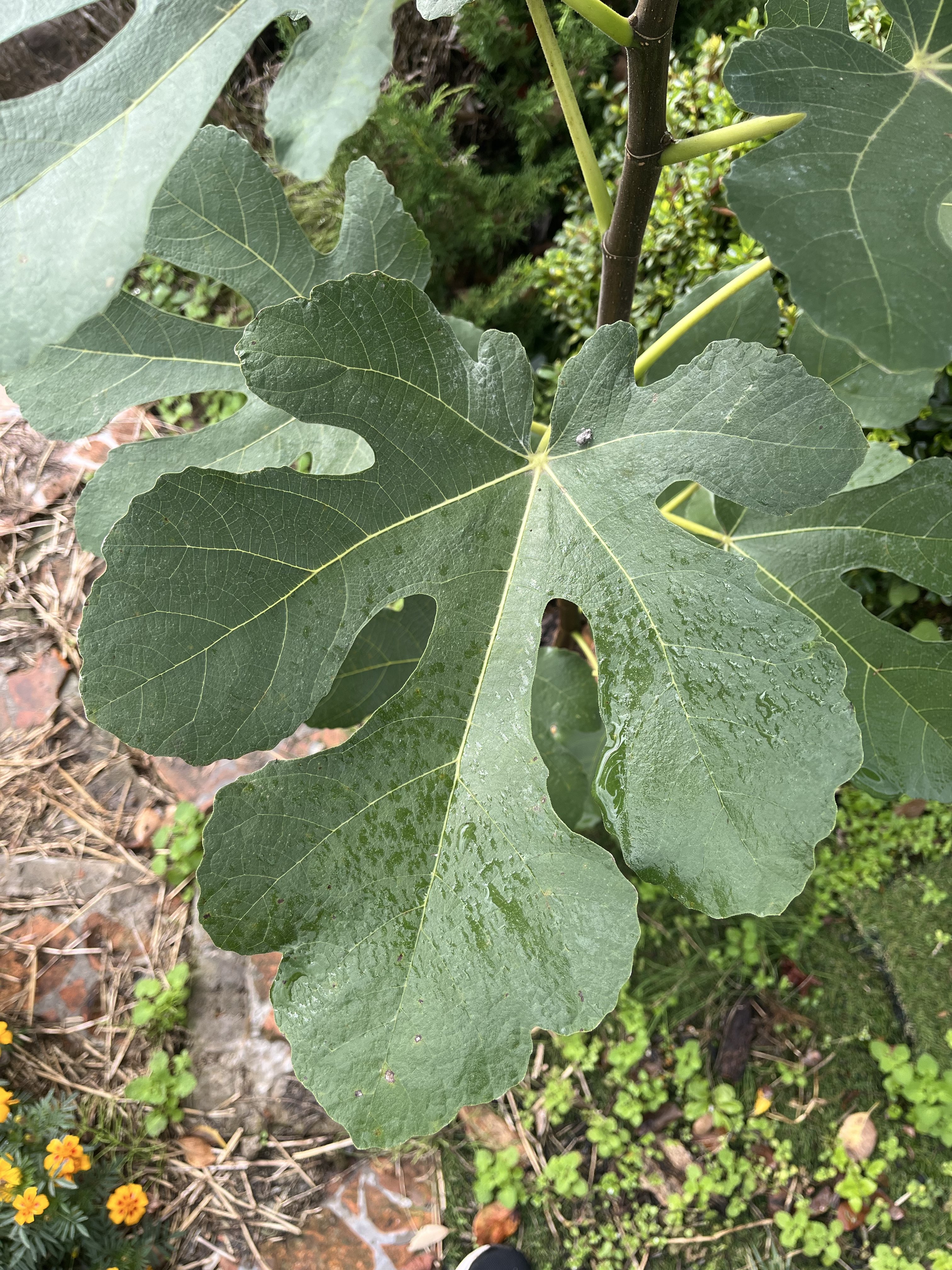 いちじくhanafuku画面 送料込][予約販売]大阪いちじくプリン(5個)【はっぴいおかん