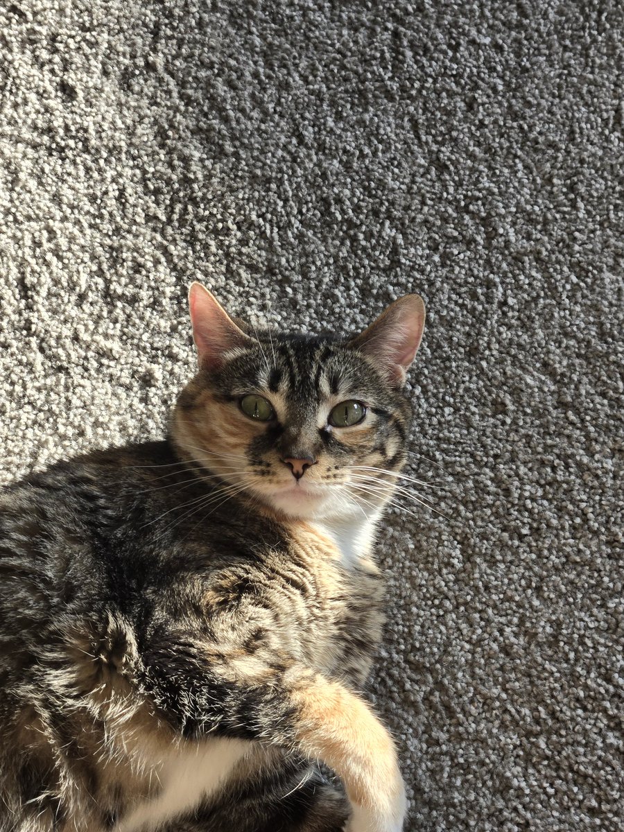 Ethan G. (@rae_147) on Twitter photo <a href="/ameliaUrquhart_/">Amelia Urquhart 🏳️⚧️</a> Her eyes are so cute. My cats eyes look like shes trying to explode me with her mind. <a href="/ameliaUrquhart_/">Amelia Urquhart 🏳️⚧️</a> Her eyes are so cute. My cats eyes look like shes trying to explode me with her mind.