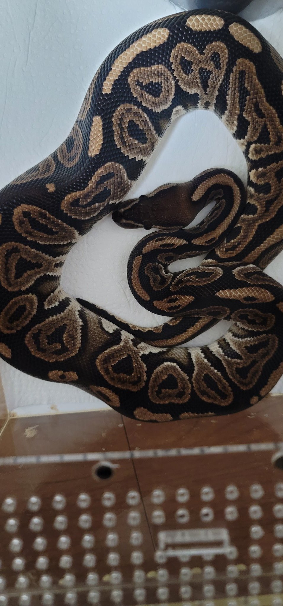 ナカムラ (@akihiro08070807) / X