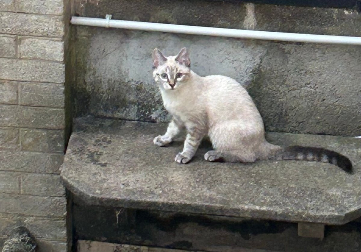 🟠 🐱 Chat perdu le 13/10/2025 à Nancy (54000).
Race : Européen / Âge : 5 mois
Neige / Femelle / Identifié(e) : Non

☎️ 0764529912
📧 iris.ancel@gmail.com

#VigiPets #chatperdu #chattrouve #chat #perdu #trouve