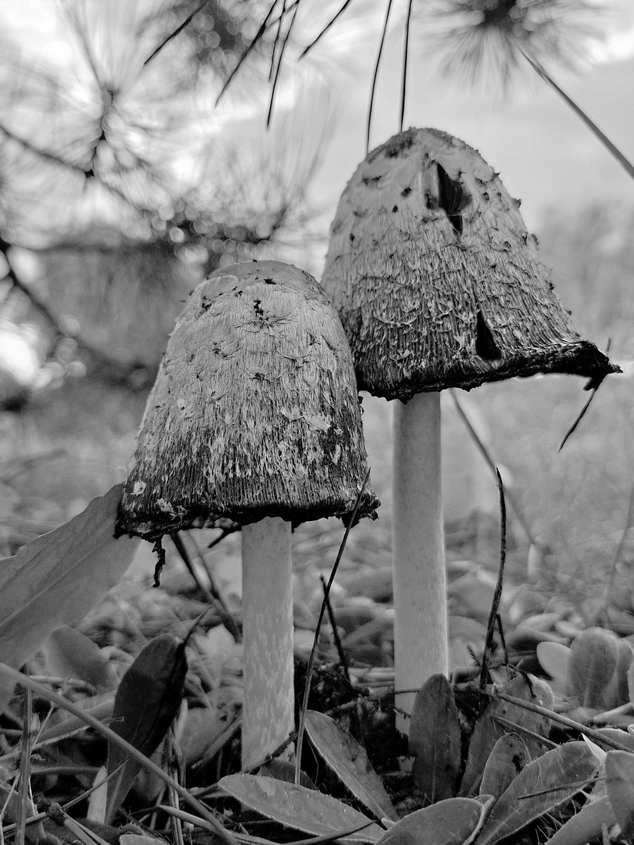 cojeprawda's tweet image. czernidłak 🖤🤍
#Mushroom #gardenersworld #blackandwhitephotography  #NaturePhotography