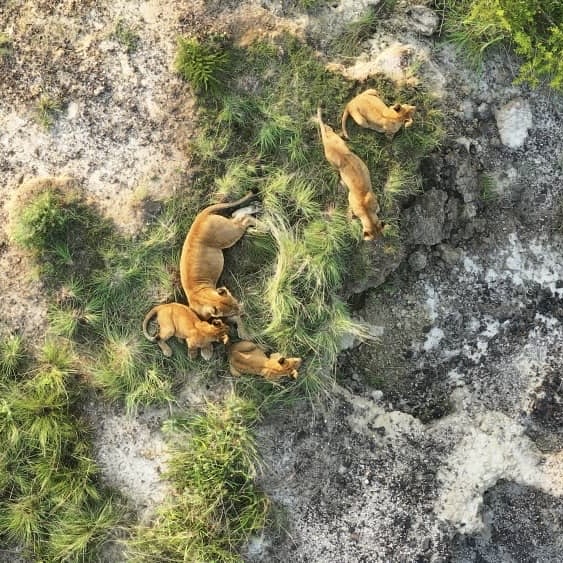 gorillacd's tweet photo. Mustafa Nsubuga, Virunga’s International Field Coordinator for the Ishasha Valley #lion project, shared the good news that Masika’s pride has been growing lately. She and one of her siblings have welcomed six #cubs in recent months, increasing the pride from three to nine individuals.⁠
⁠
These achievements are the result of ongoing lion conservation efforts, made possible with the support of our partners: the European Union, the US Department of State, Queen Elizabeth National Park, and the Uganda Wildlife Authority.⁠

@UEenRDC @EU_Partnerships @EU_Commission @UGWildlife #QENP

⁠📸 Virunga National Park⁠