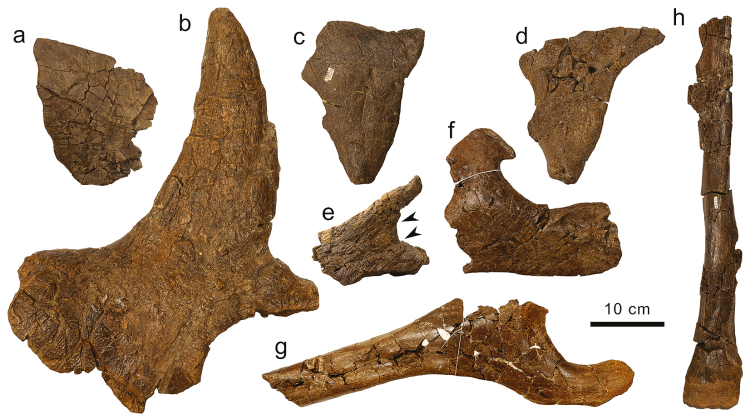 ピカイア＠【半紙半生】 (@cid_rapter) / Posts / X