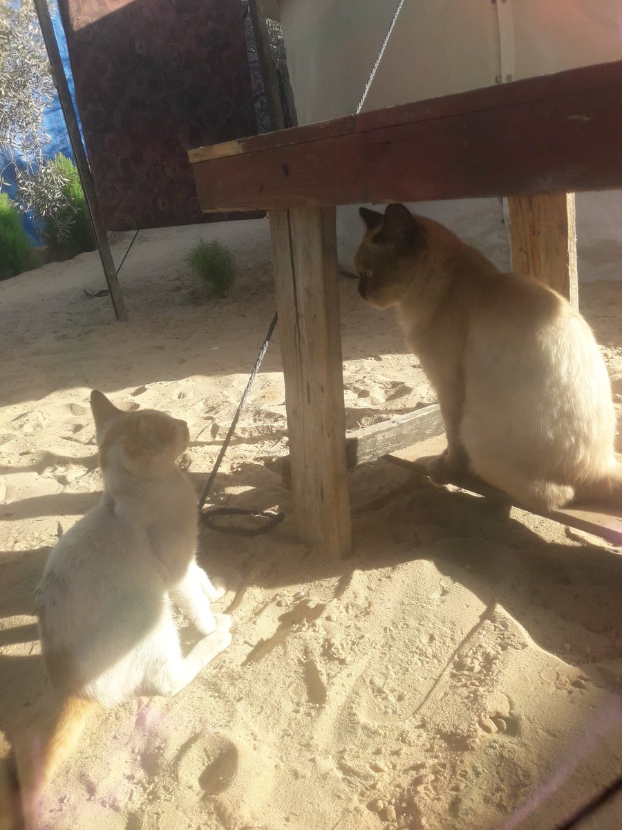 MustafaAmeen30's tweet photo. Thank God
I'm more graeful to you all than to myself for caring for them
becouse you are the reason I'm able to feed them. https://t.co/AJVloZvzuo
