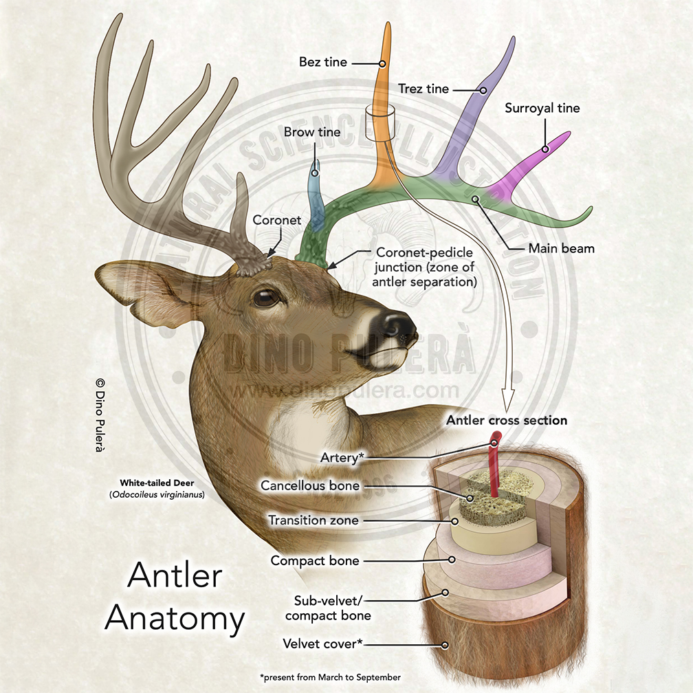 It’s #WorldAnatomyDay today. Here’s an illustration depicting the anatomy of antlers. Fall is deer breeding season which is a time when antlers harden for buck’s to use in fighting and establishing dominance. #WorldAnatomyDay, #anatomy, #SciArt, #antler #deer